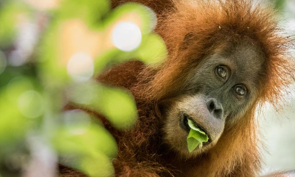 8 things to know about palm oil WWF